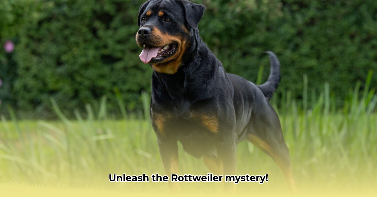 rottweiler-karakter